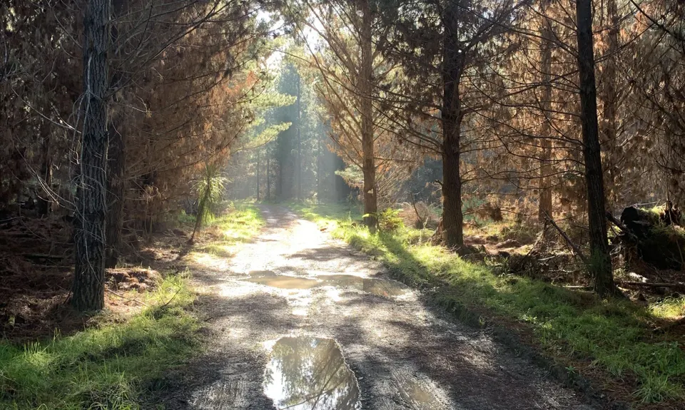 Waitarere Forest, Manawatu - Wanganui