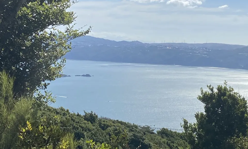 Eastbourne Ridge Loop, Wellington