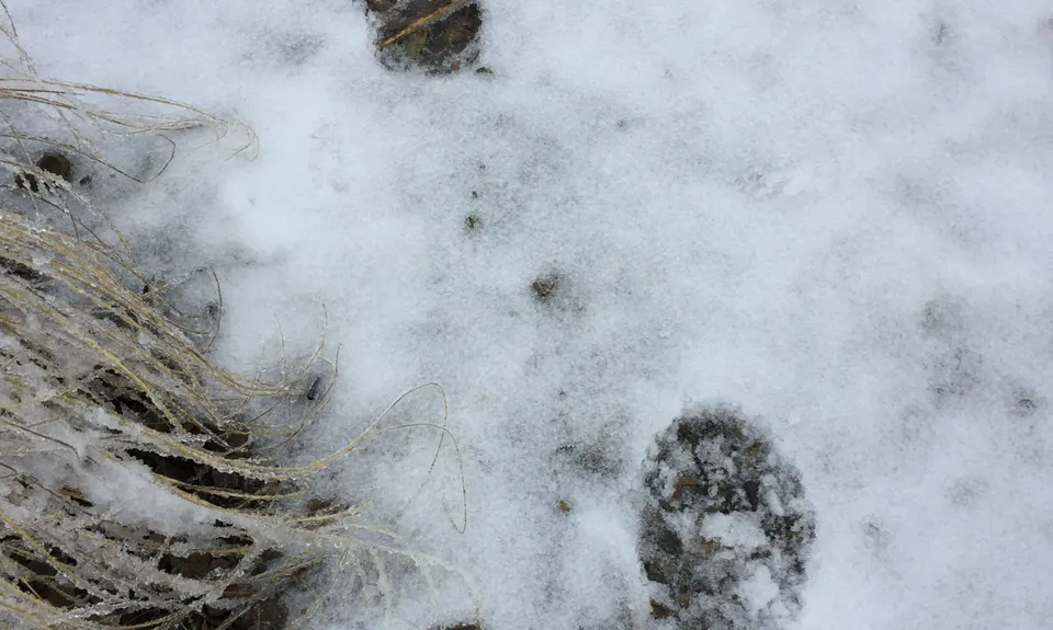 Mt Nimrod Easement Track, Canterbury