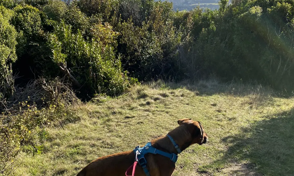 The Whole Hemi, Wellington
