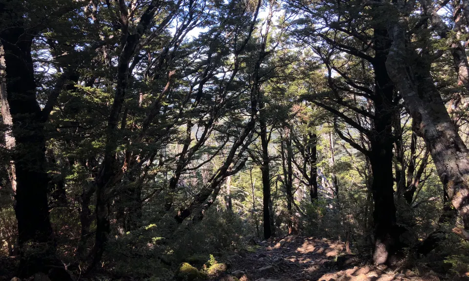 Mount Oxford Summit Scramble, Canterbury