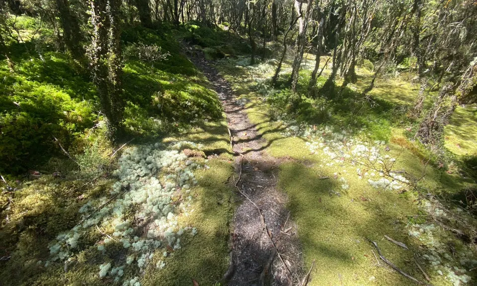 Eastern Okataina Walkway to Tarawera Falls, Bay of Plenty