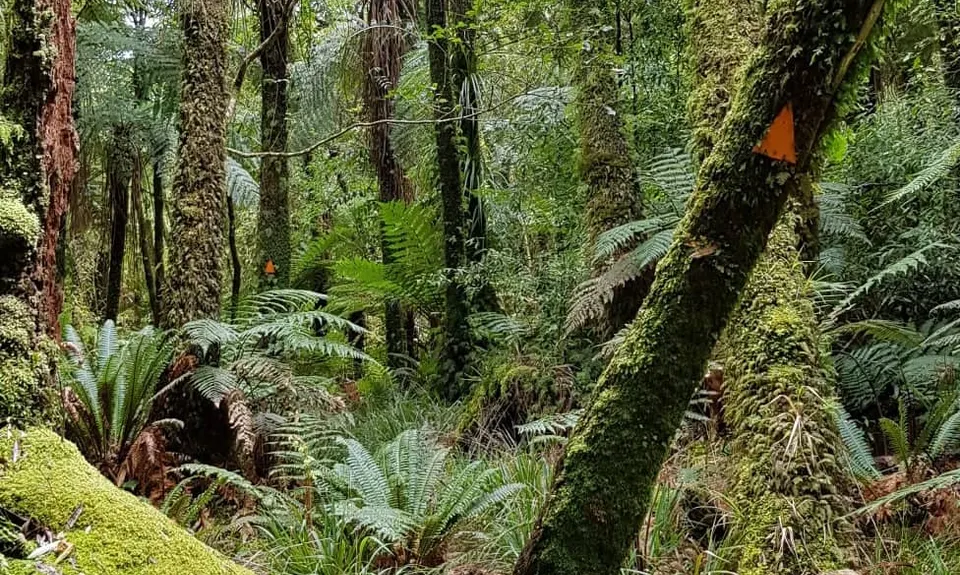 Kaimai Summit to Wairere Falls , Waikato