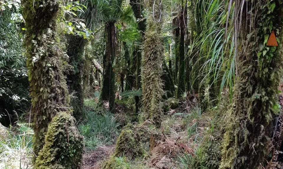 Kaimai Summit to Wairere Falls , Waikato