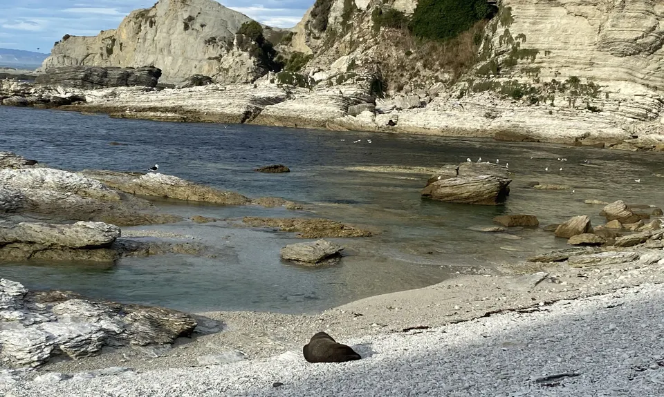 Kaikoura Cracker, Canterbury