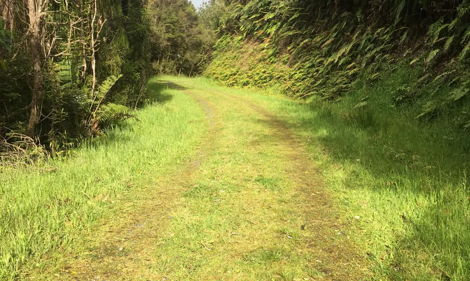 Wairoa Suspension Loop, Auckland