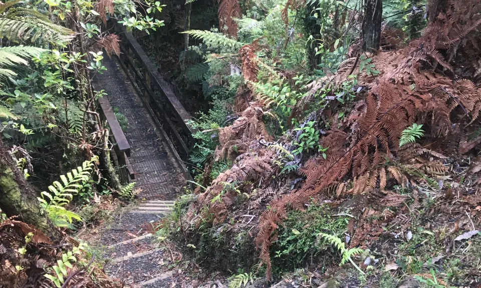 Wairoa Suspension Loop, Auckland