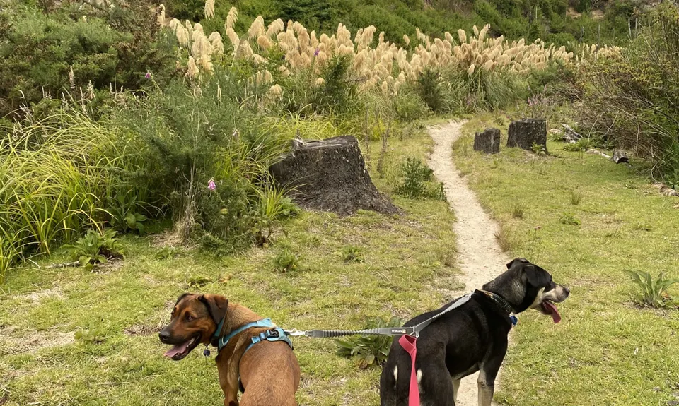 Tokorangi Pa Track, Bay of Plenty