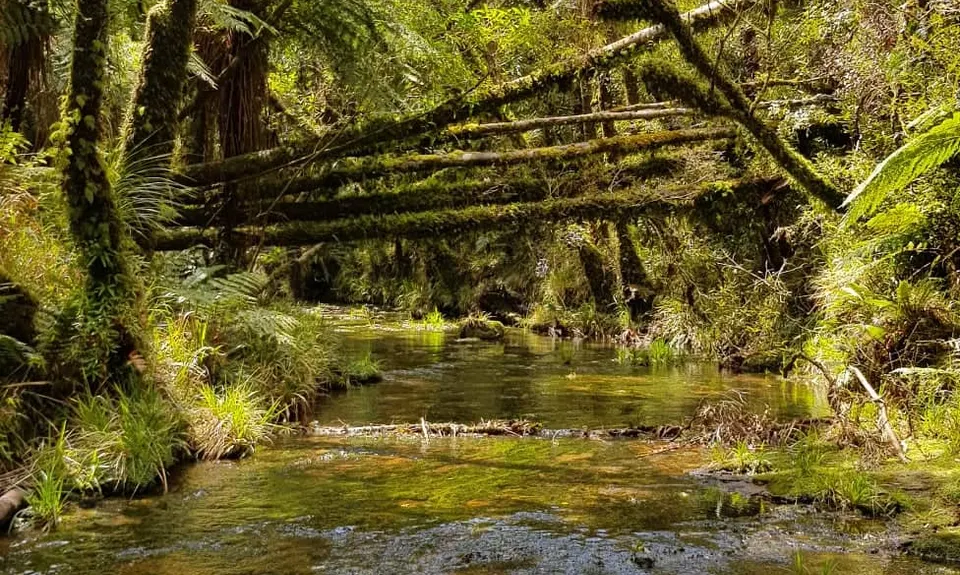Kaimai Summit to Wairere Falls , Waikato