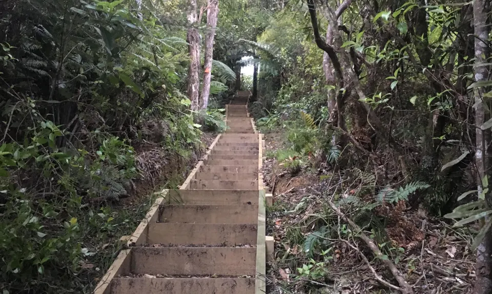 Suspension Bridge Track , Auckland