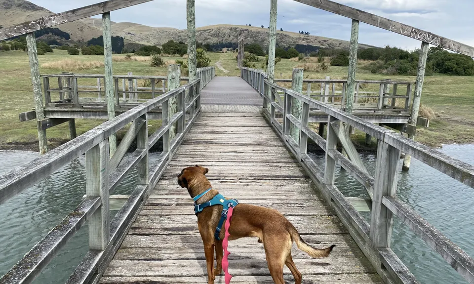 Heathcote Meander, Canterbury