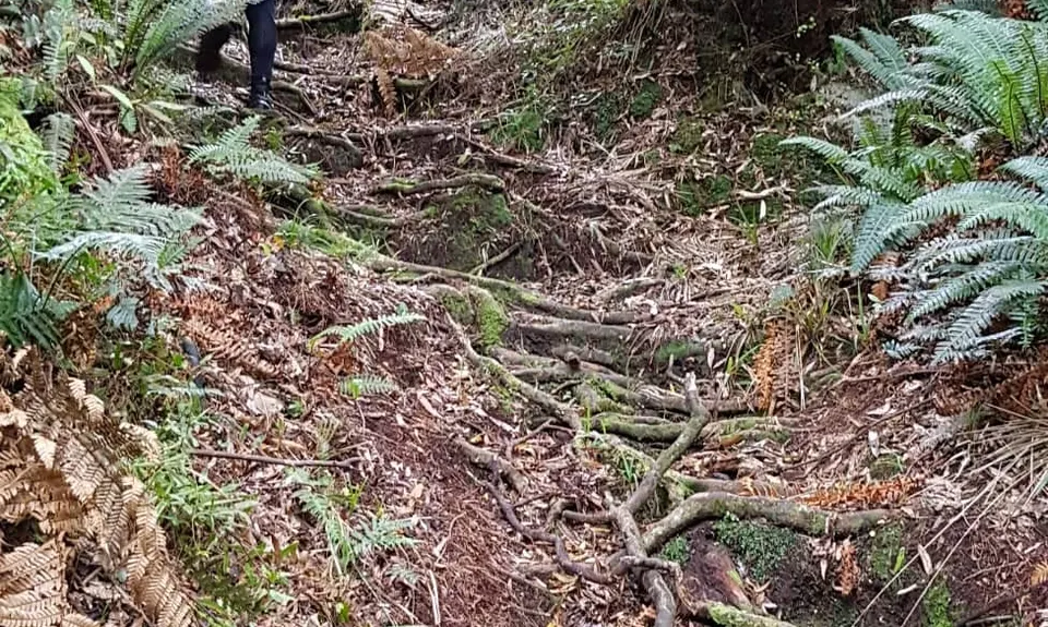 Kaimai Summit to Wairere Falls , Waikato