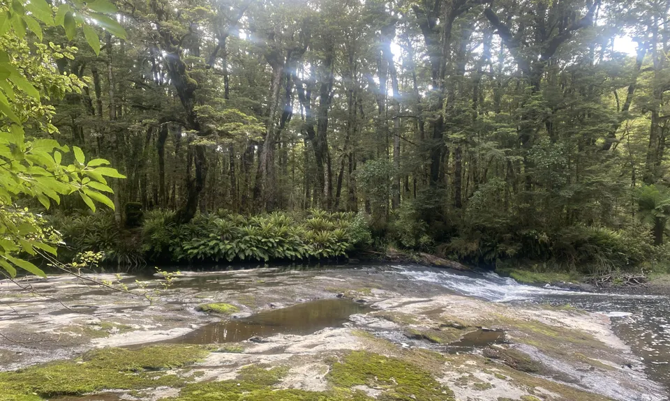 Catlins River Track, Otago