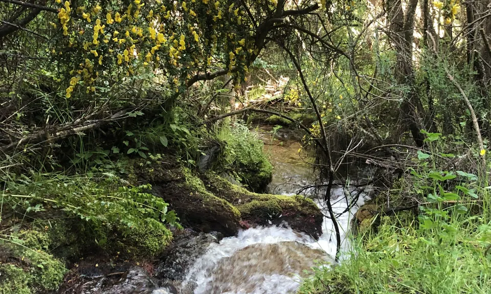 New Chums Loop, Otago