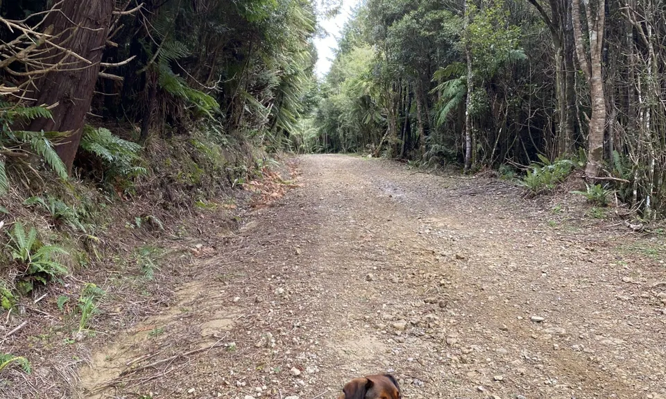 Orange Hut via Perhams, Wellington