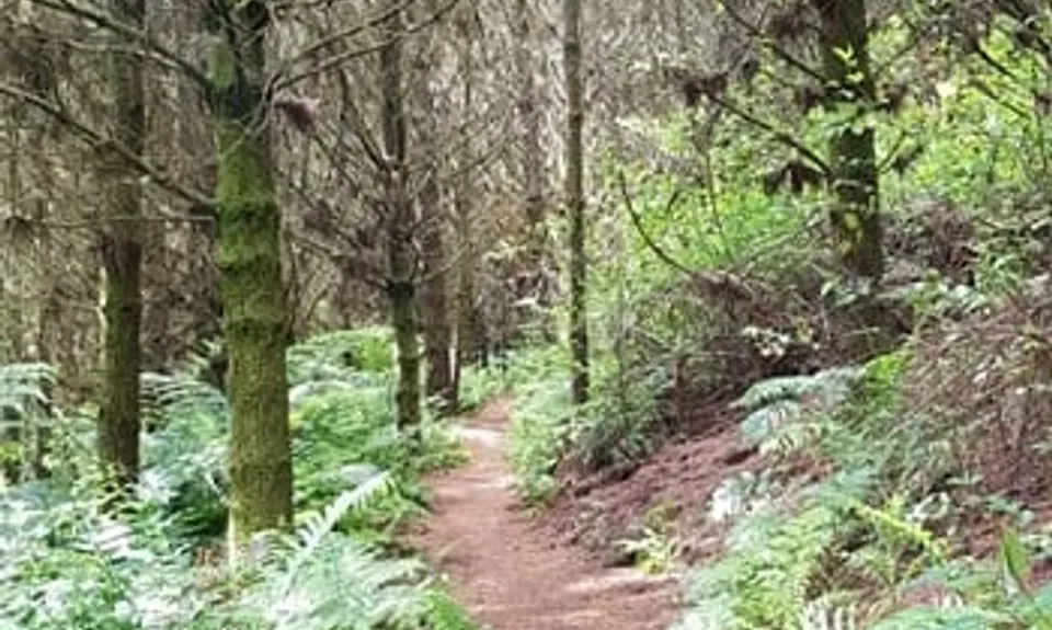 Cougar Park Dash  , Waikato