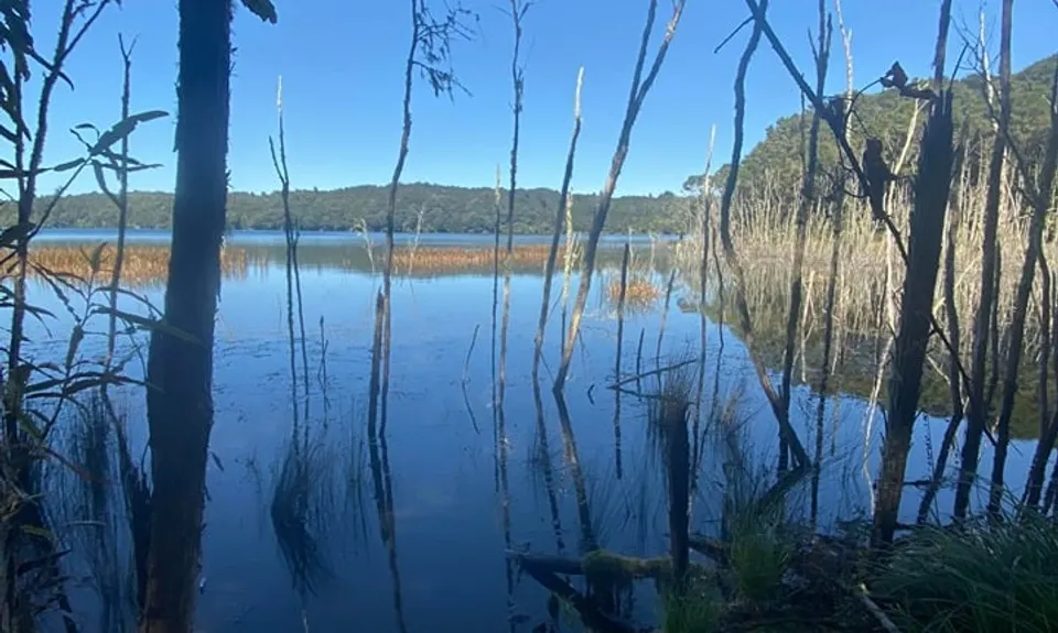 Eastern Okataina Walkway to Tarawera Falls, Bay of Plenty