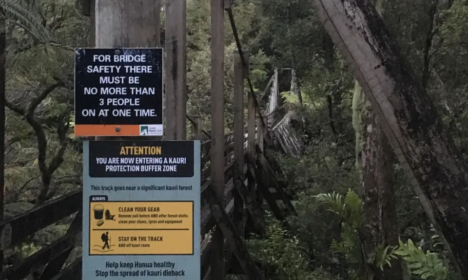 Suspension Bridge Track , Auckland