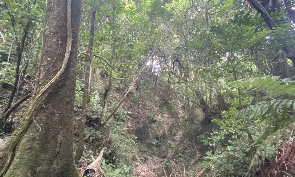 Otari-Wilton's Bush Loop, Wellington