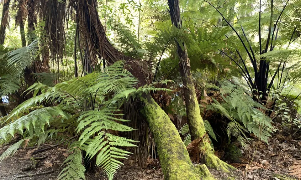 Te Koutu Has It All, Waikato