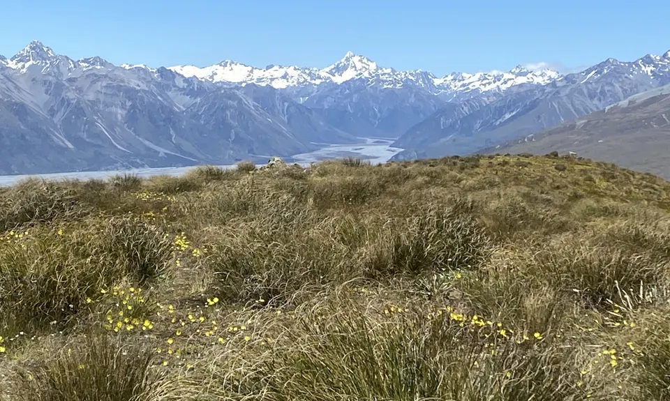 Mt Guy, Canterbury