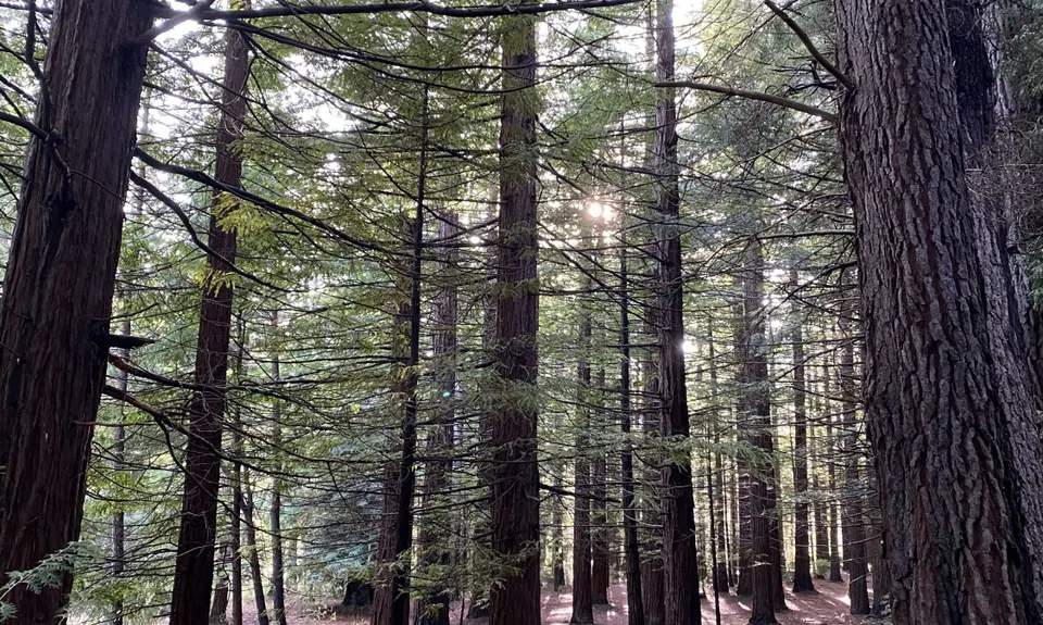 Easy Rider & Conical Hill, Canterbury