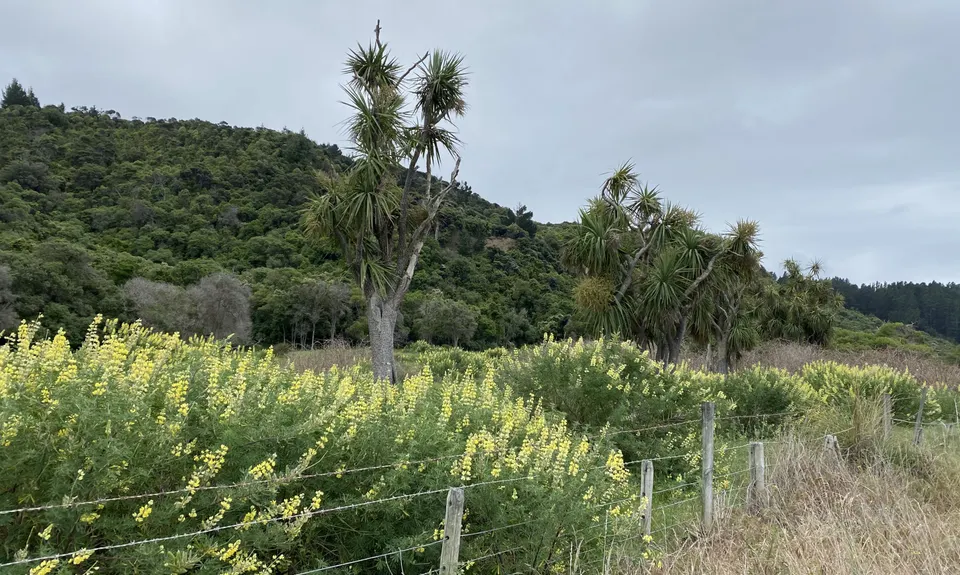 Manuka Bay Track, Canterbury