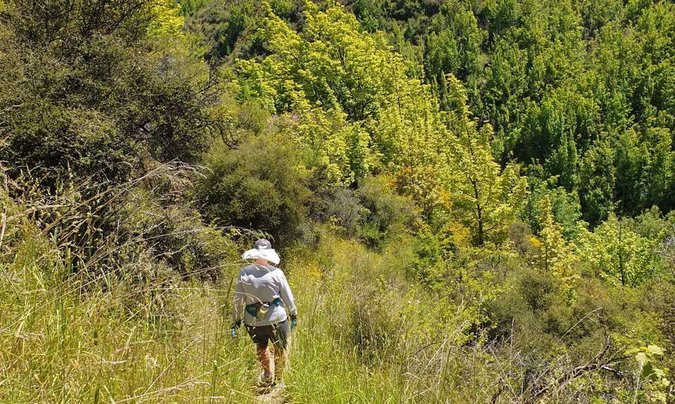 New Chums Loop, Otago