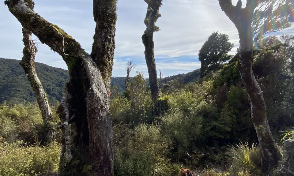 Where in the Whakanui?, Wellington