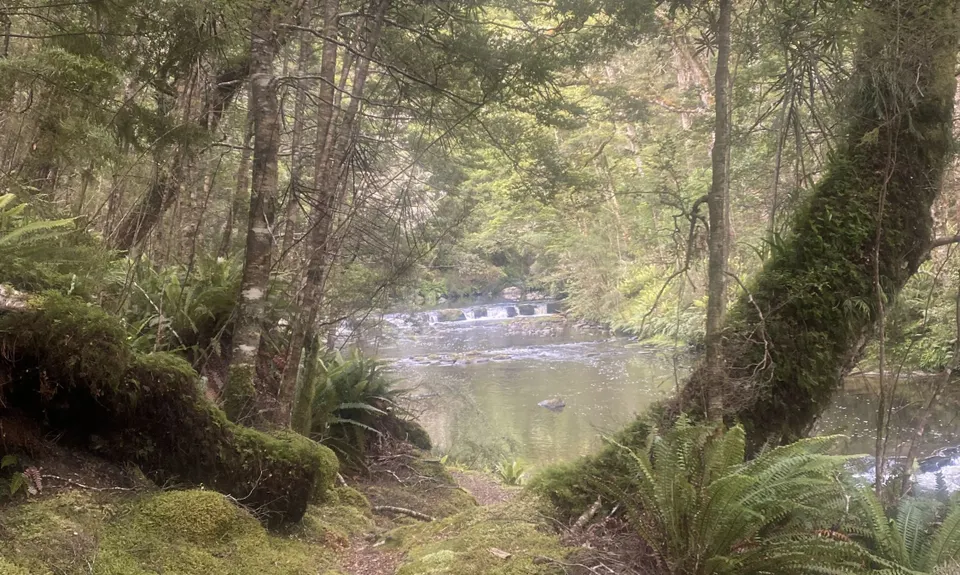 Catlins River Track, Otago