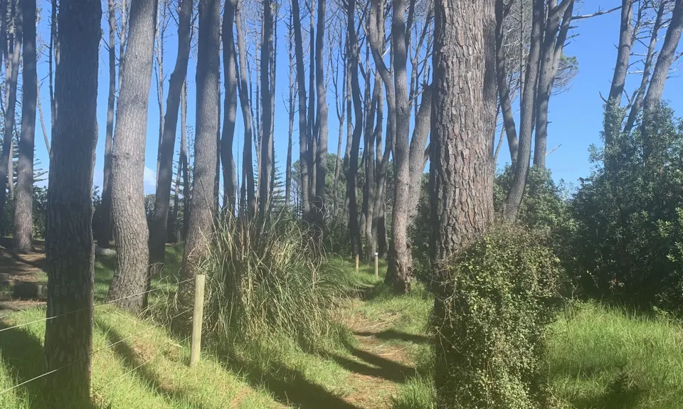 Muriwai Beach and Trail, Auckland