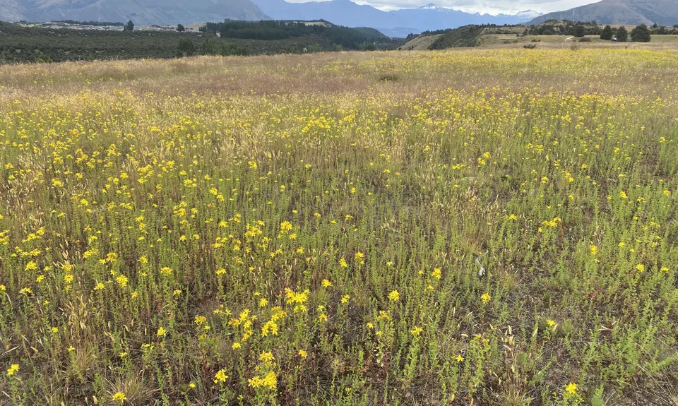 Deans Bank Loop, Otago