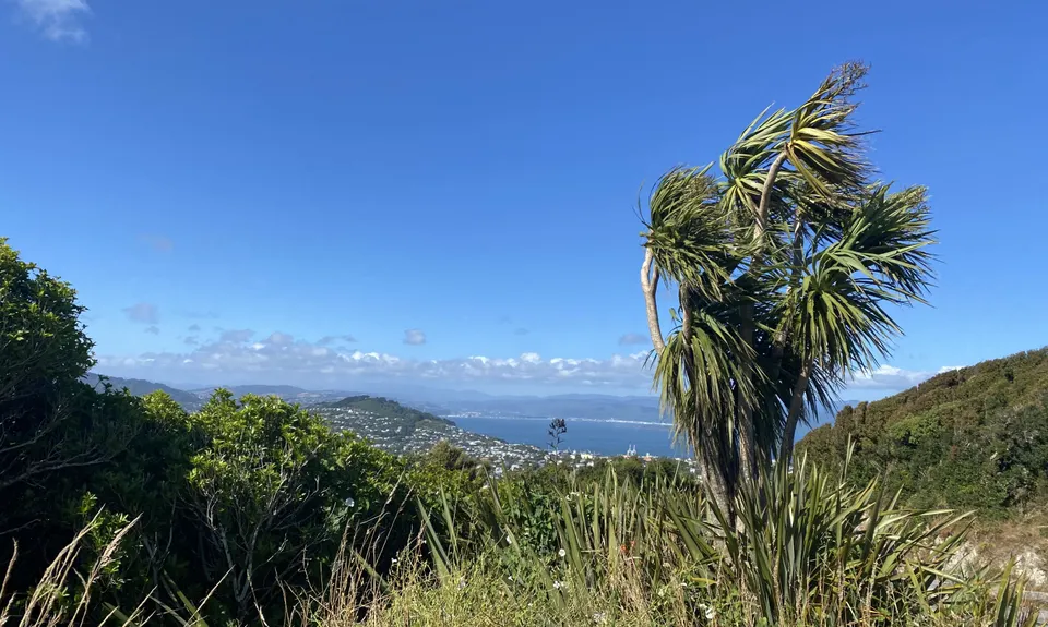 Biblical, Wellington