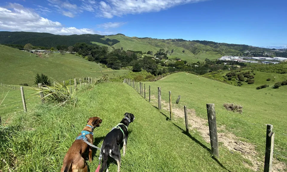 Eastern Tawa Reserves, Wellington