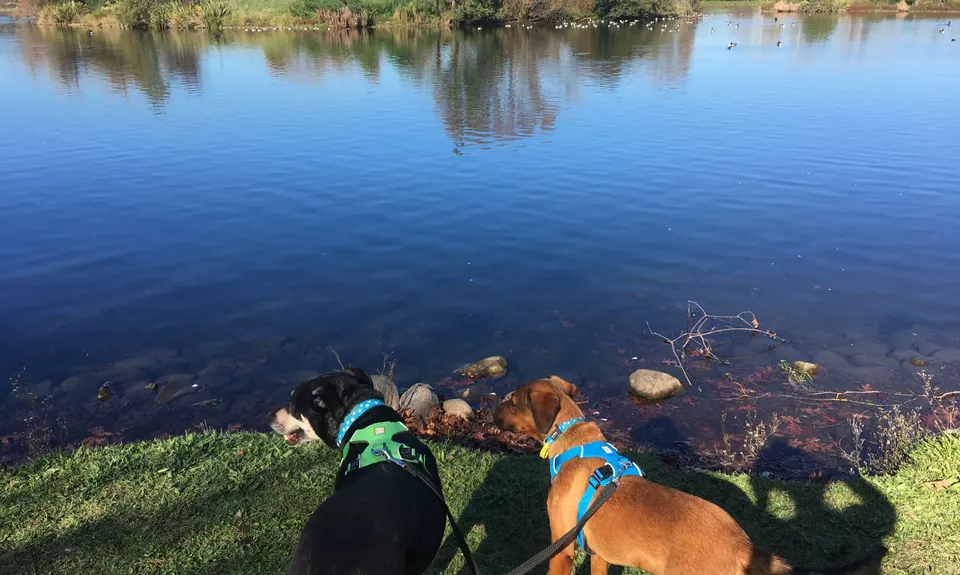 Waipoua River & Henley Lake Trail, Wellington