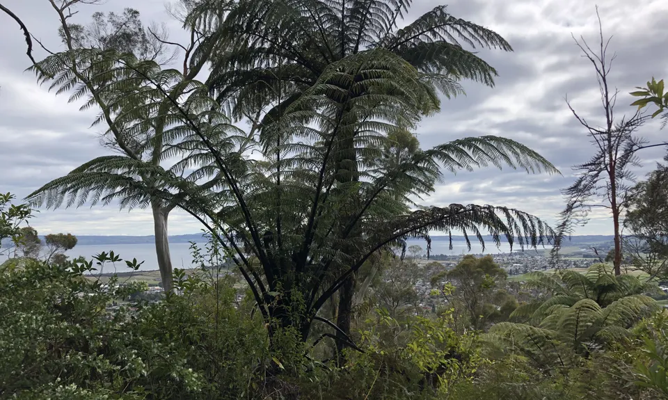 Tokorangi Pa Track, Bay of Plenty