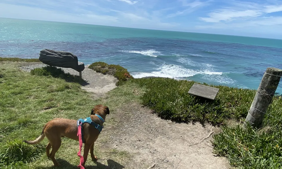 Tuhawaiki Trot, Canterbury