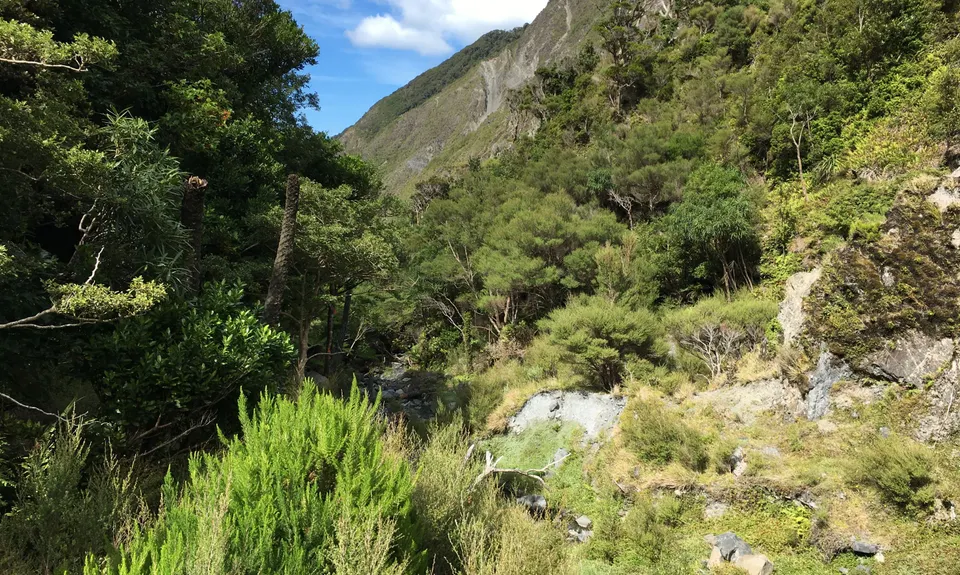 Mt Matthews - Mukamuka Loop, Wellington