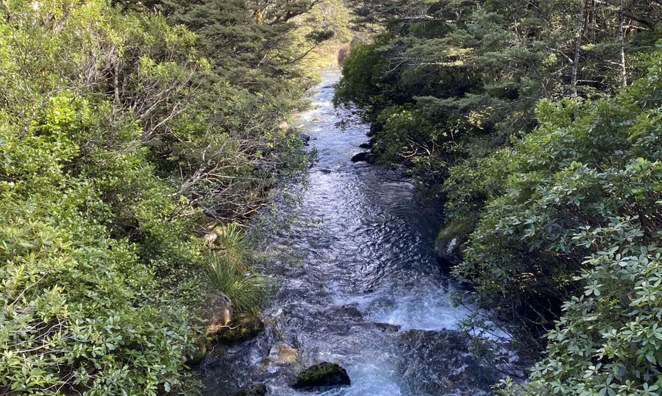 Whakapapanui Track, Manawatu - Wanganui