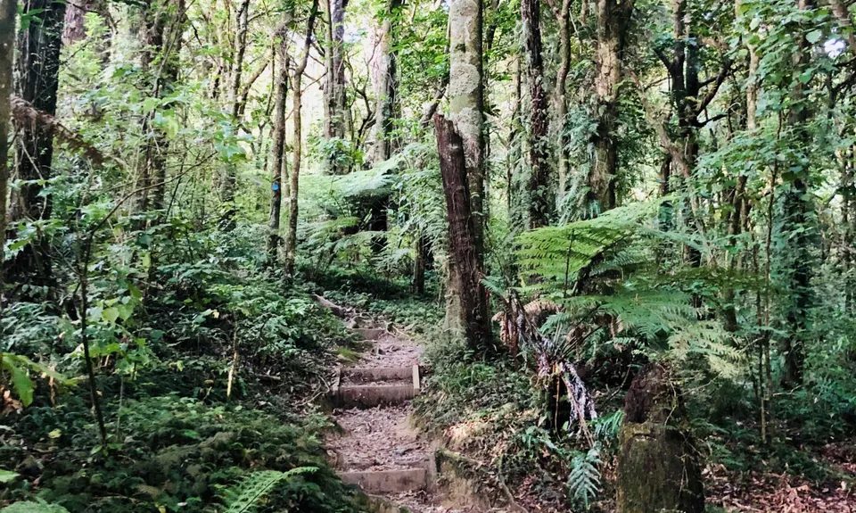 Otari-Wilton's Bush Loop, Wellington