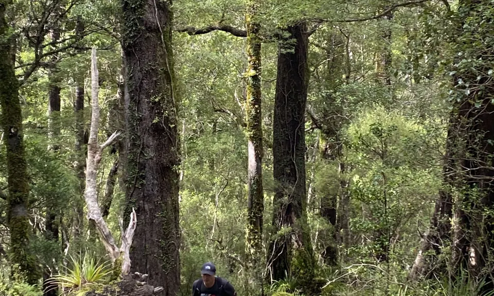 Dobson Loop, Wellington