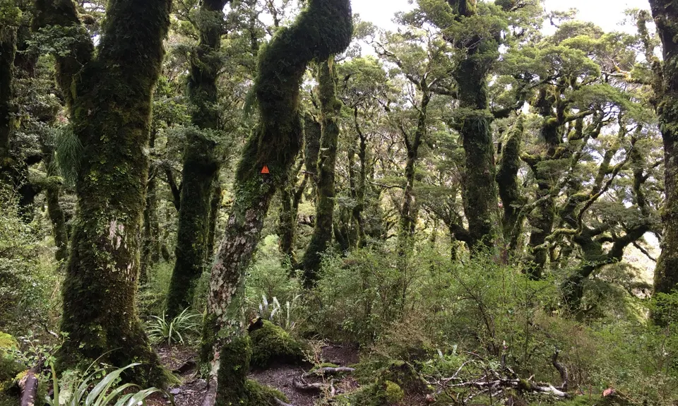 Powell Hut, Wellington