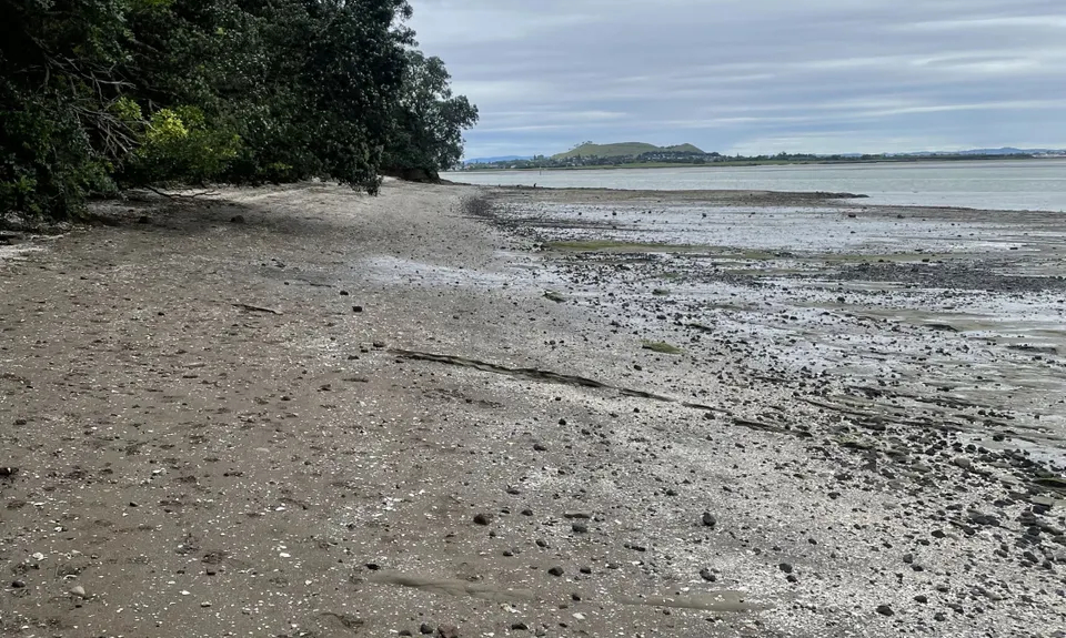 Inner City Bush Trails, Auckland