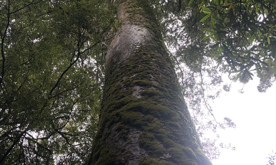 Rapurapu Kauri Track, Waikato