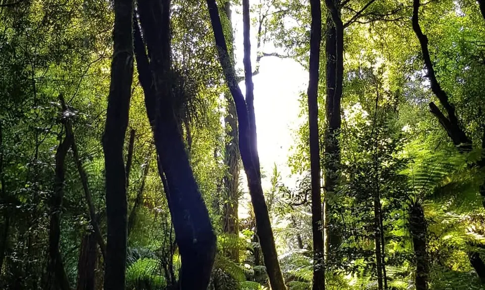 Te Whare Okioki & Mangamuka Huts Loop, Waikato