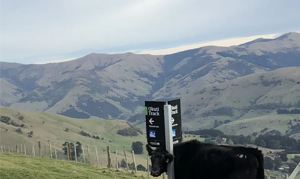 Okuti to Hilltop Amble, Canterbury