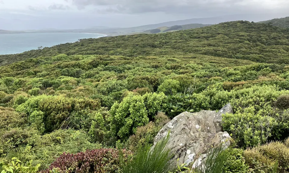 Mores Reserve Loop, Southland