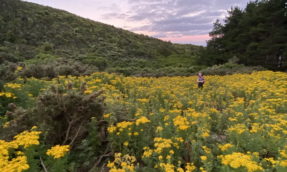 Johnston Hill Loop, Wellington