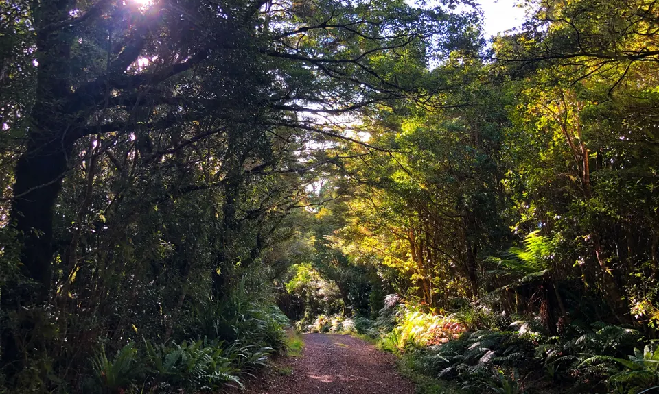 Mt Climie & Tane's Track, Wellington