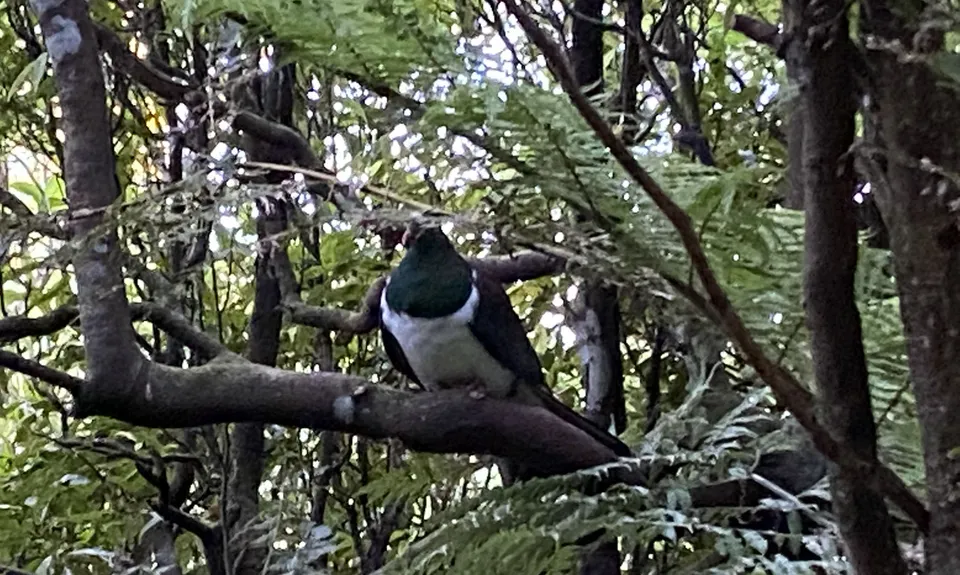 Johnston Hill Loop, Wellington